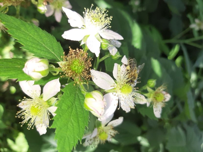  - La țară în iunie 2020