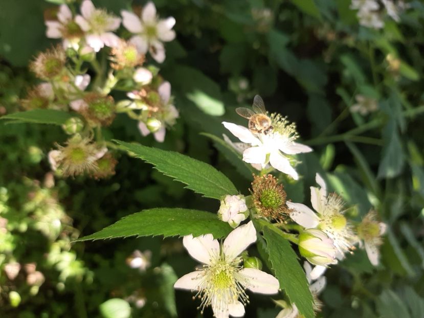  - La țară în iunie 2020