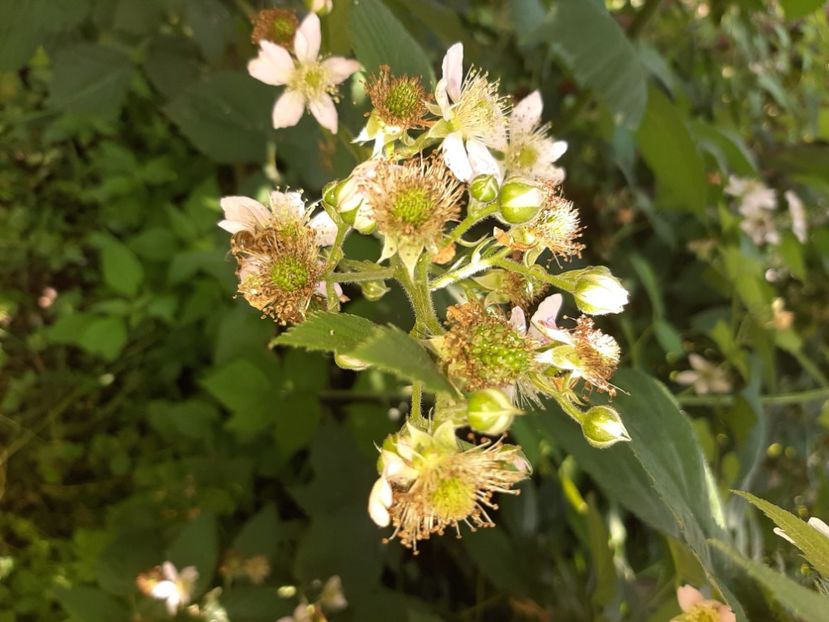  - La țară în iunie 2020