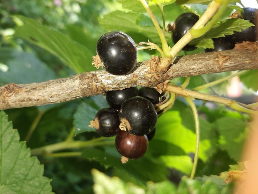  - La țară în iunie 2020