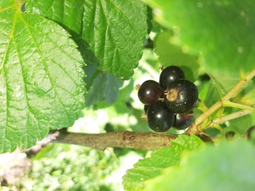  - La țară în iunie 2020