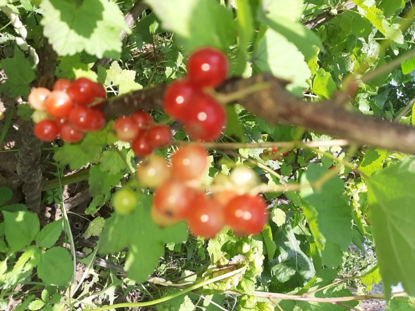  - La țară în iunie 2020