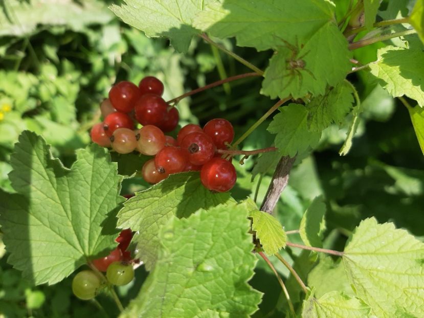  - La țară în iunie 2020