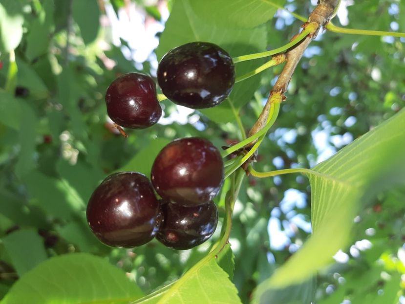  - La țară în iunie 2020