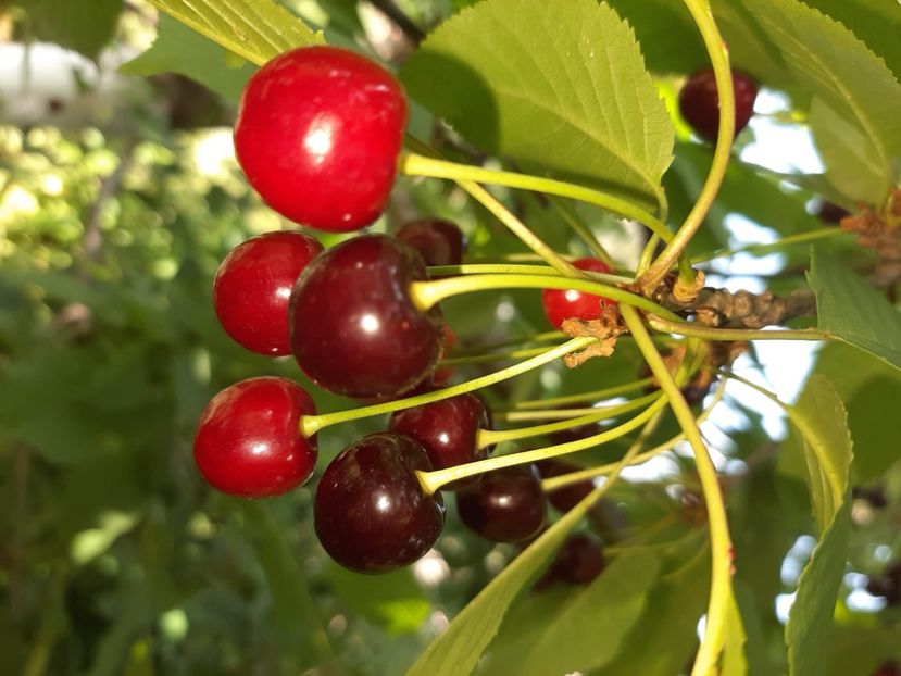  - La țară în iunie 2020