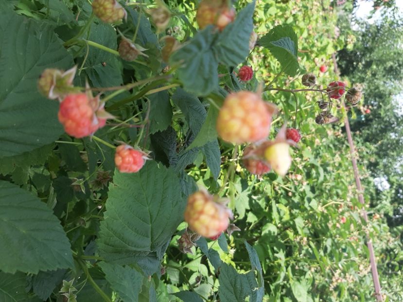  - La țară în iunie 2020