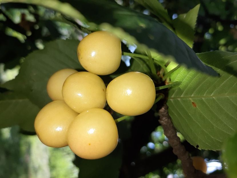  - La țară în iunie 2020