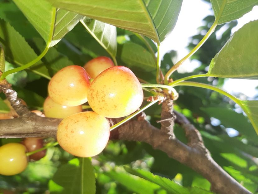  - La țară în iunie 2020