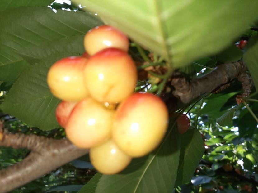  - La țară în iunie 2020