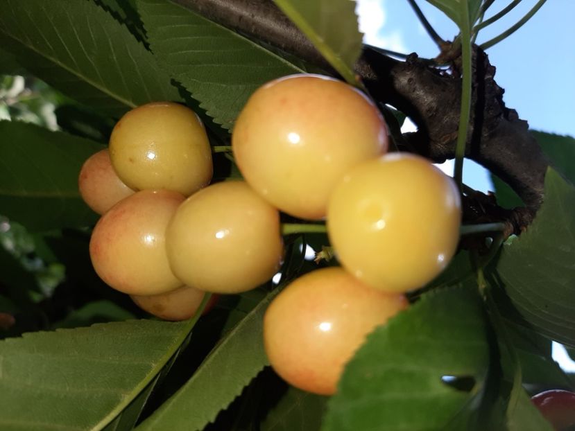  - La țară în iunie 2020