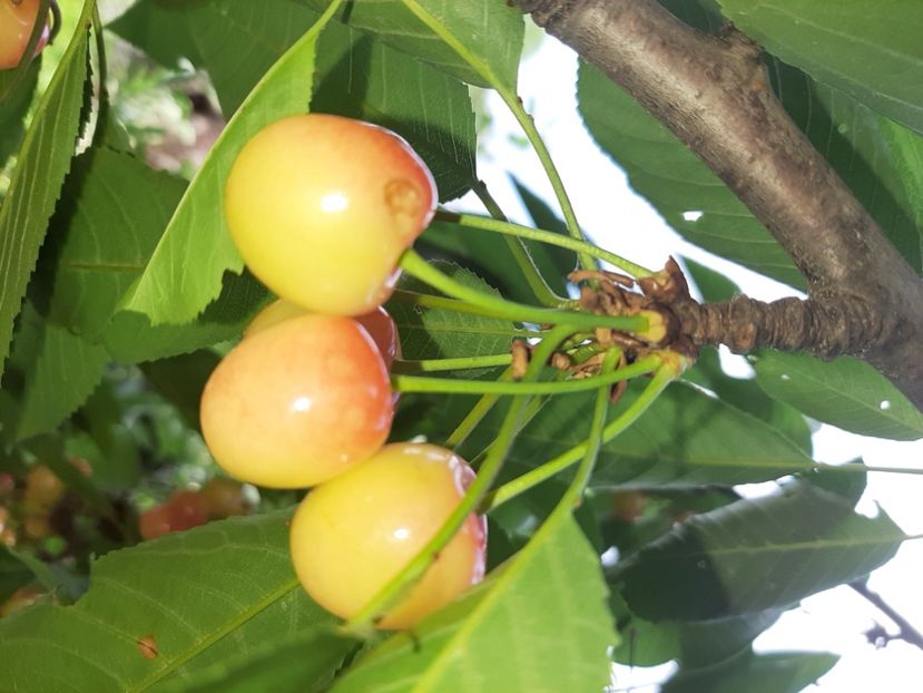  - La țară în iunie 2020