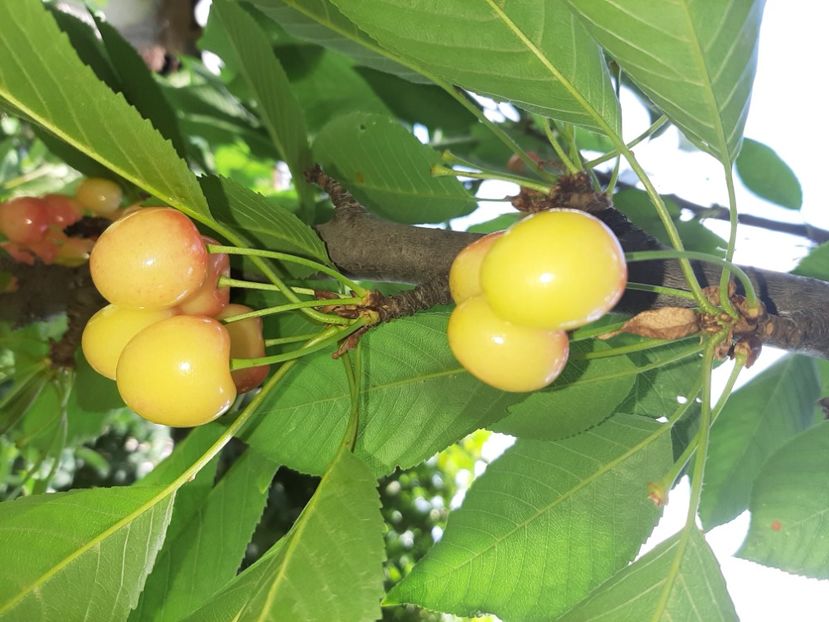  - La țară în iunie 2020