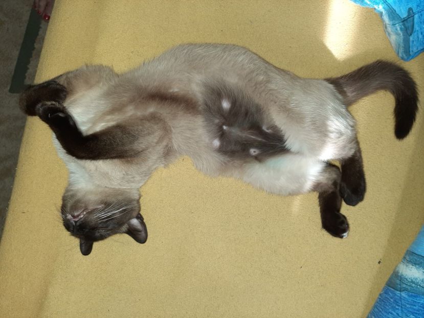  - Pisicii mei în iunie 2020