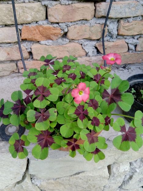 Oxalis deppei - Oxalis 2020