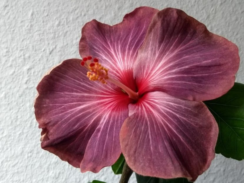  - Hibiscus din seminte 2020-2021