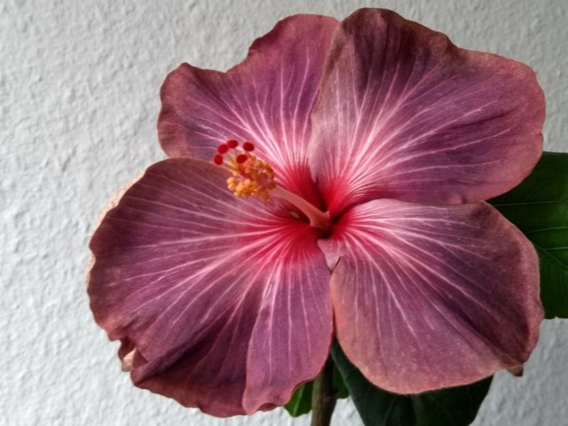  - Hibiscus din seminte 2020-2021