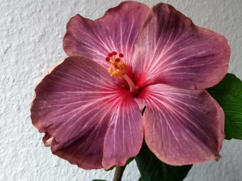  - Hibiscus din seminte 2020-2021