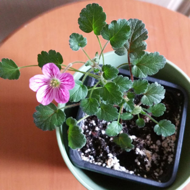  - Erodium Reichardii Charm