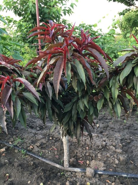 Crimson ( Starkl ) - altoit pe tulpina la 50 cm - Piersici si Nectarini DWARF