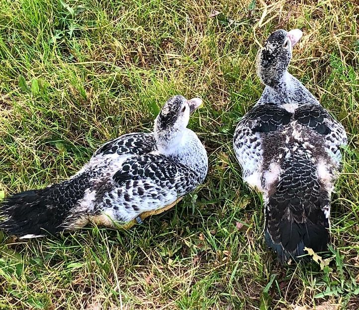 Next level - Bomboane asortate 2020