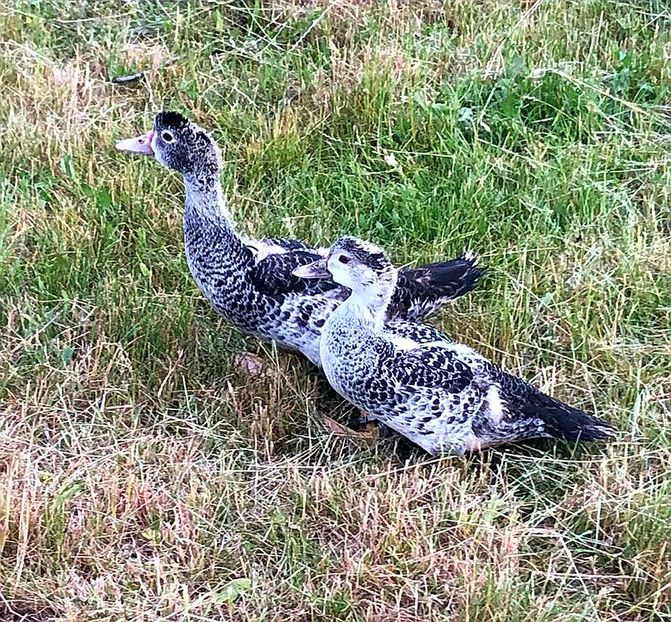 100% 2000 robert - Bomboane asortate 2020