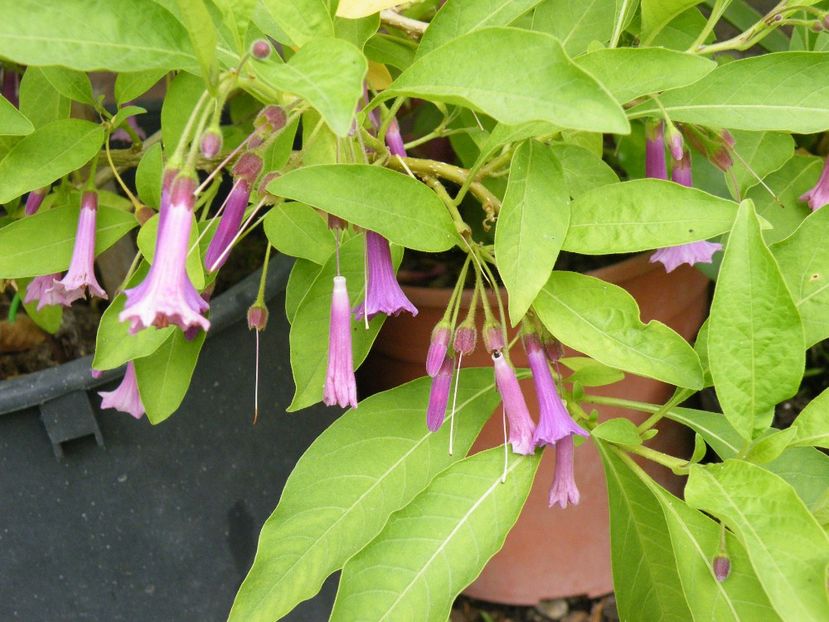 iochroma rosalila - 2020