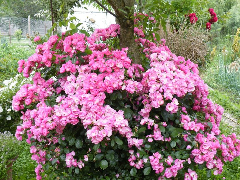 angela o minune - 2020