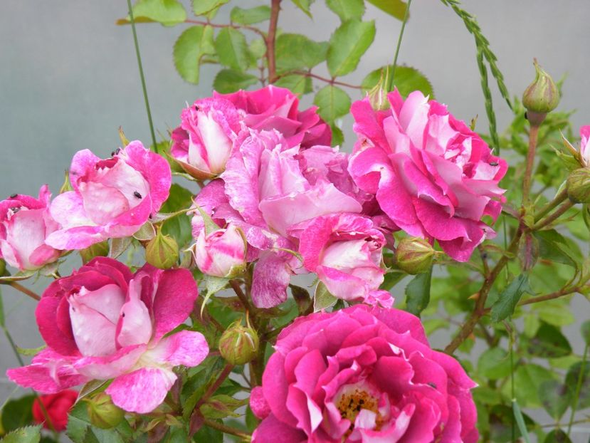 let"s celebrate - 2020