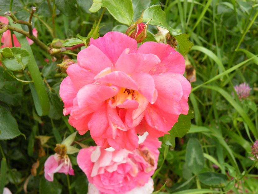 gebruder grimm - 2020