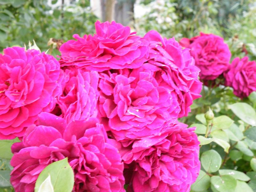 tesss of the dubervilles - 2020