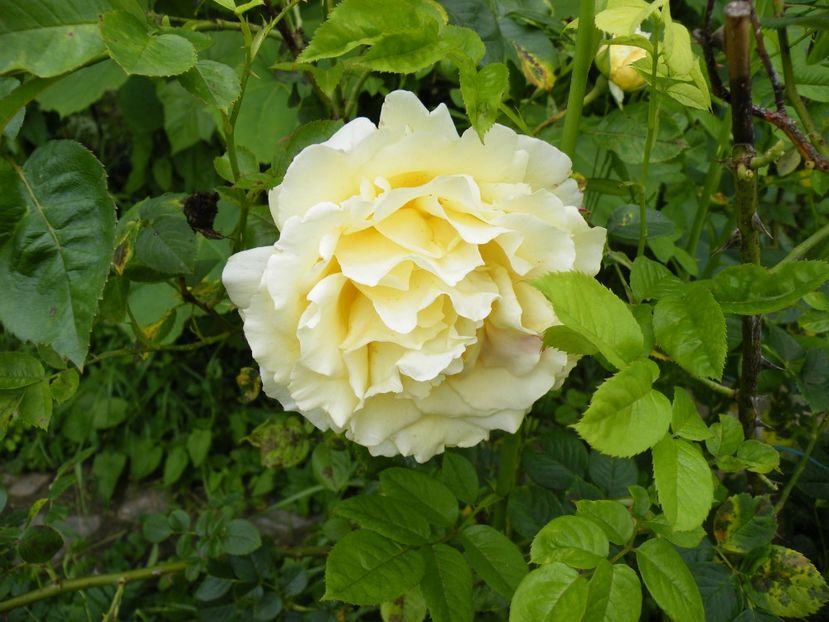 cyrano de bergerac - 2020