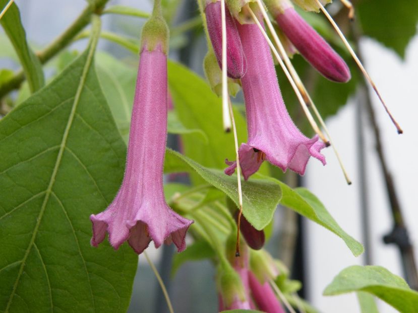 iochroma rubin - 2020