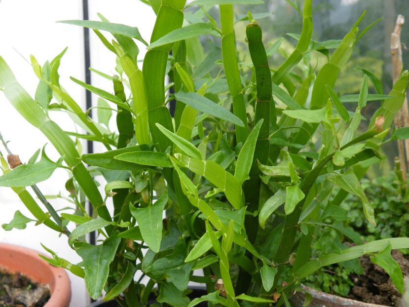 muehlenbeckia platycladum - 2020