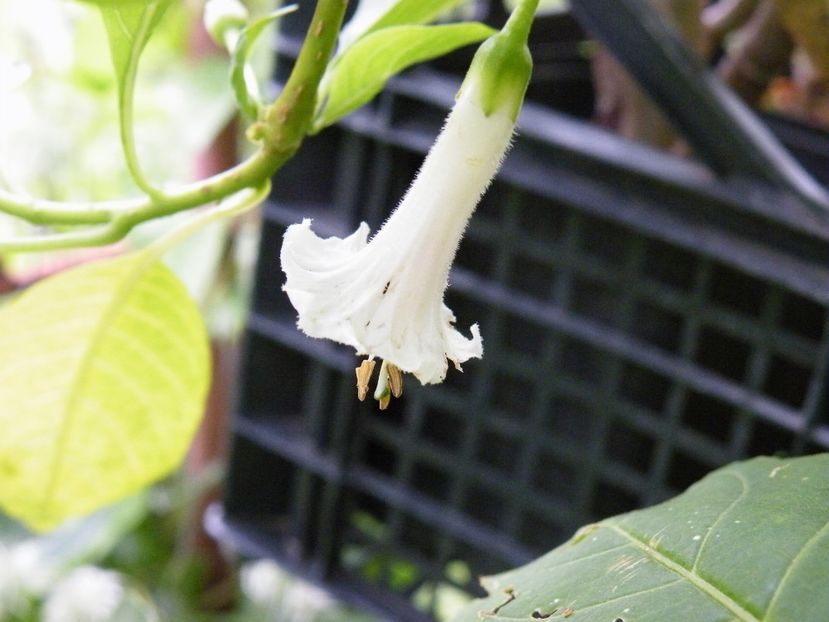 iochroma alba - 2020