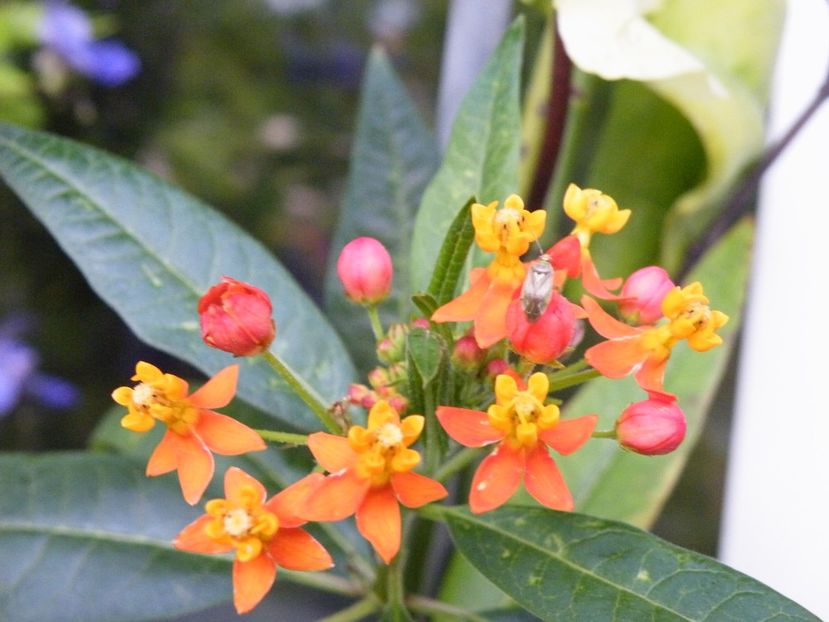 asclepiaas curasavica - 2020