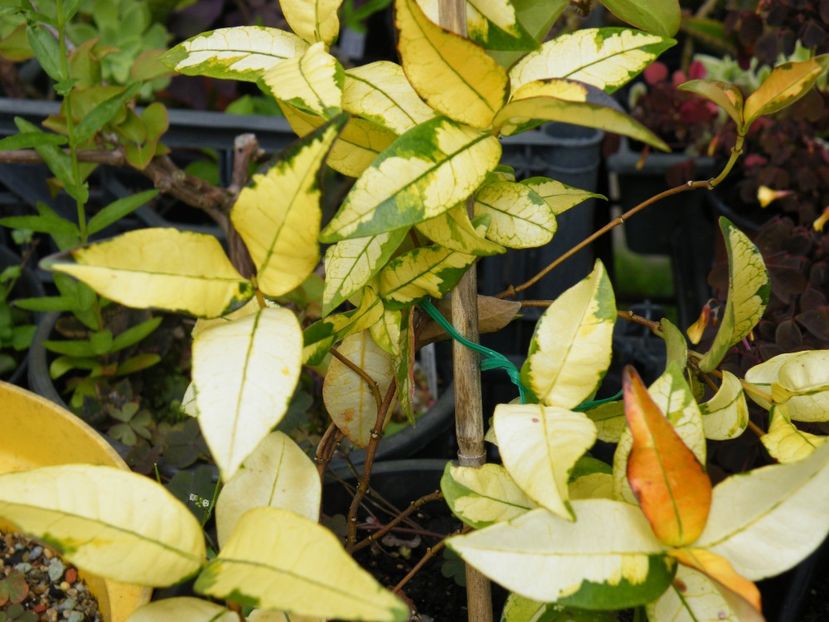 trachelospermum ogon nishiki - 2020