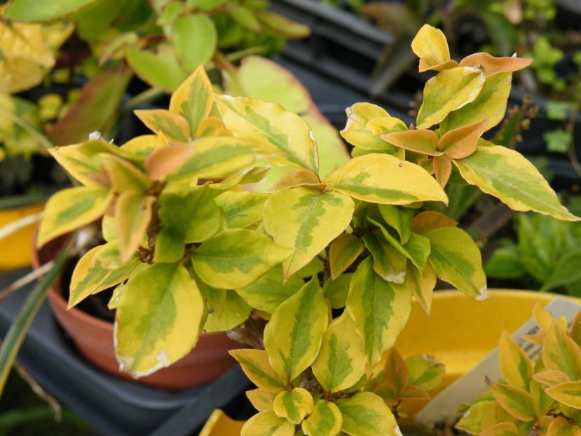 bougainvilea pixie queen - 2020