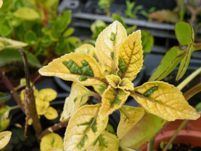 plectranthus lemon lime - 2020