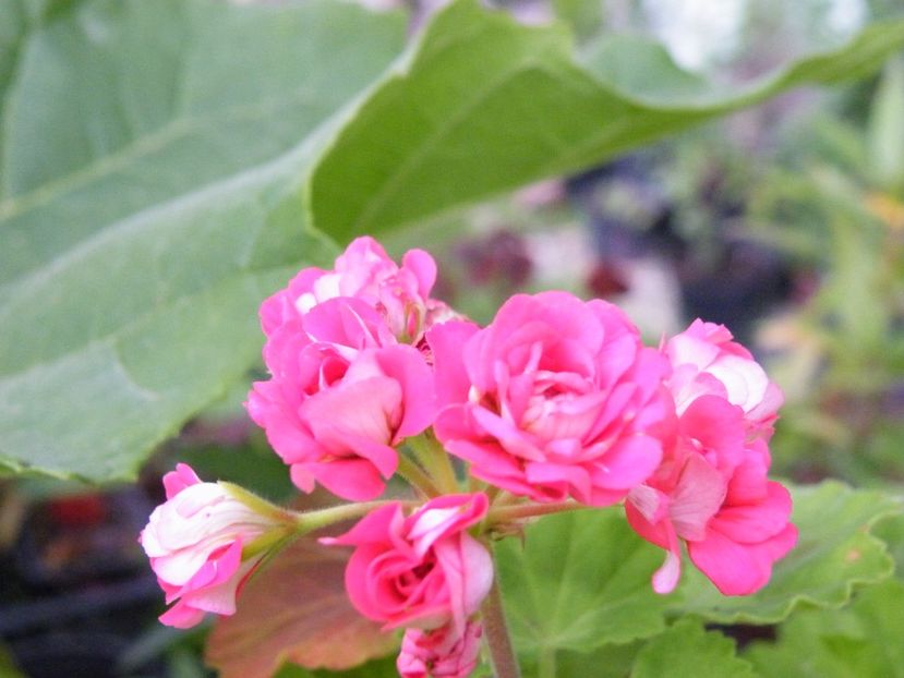 pelargonium - 2020