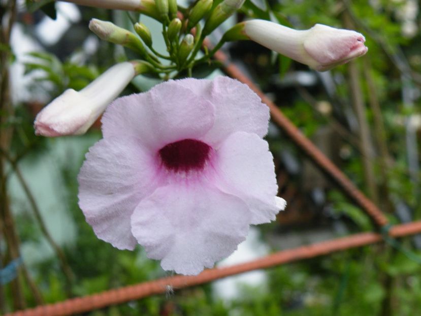 pandorea rosea - 2020