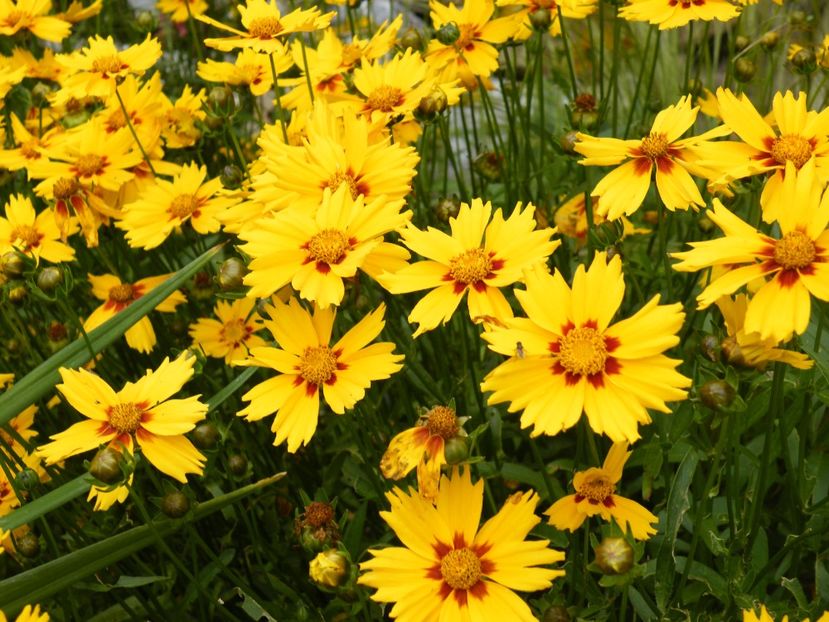 coreopsis - 2020