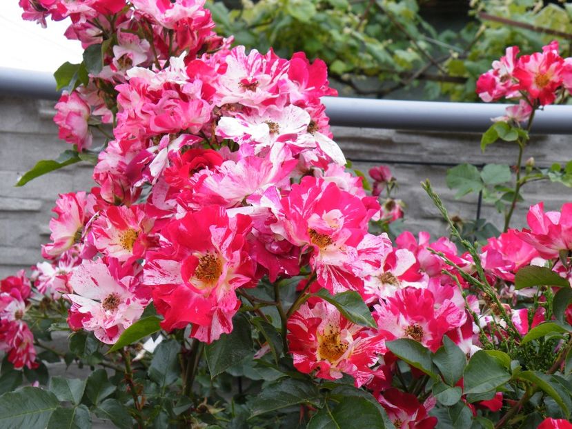 fourth of july - 2020