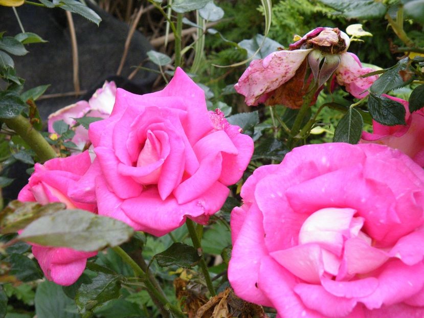 royal parfume - 2020