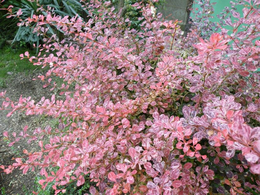 berberis harlequin - 2020