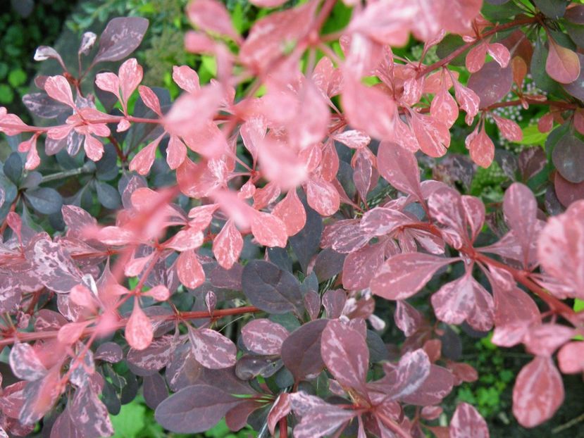 berberis pink queen - 2020