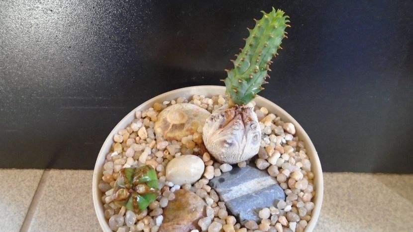 Euphorbia tubiglans - Caudiciforme - pachycaule si bulboase 2020