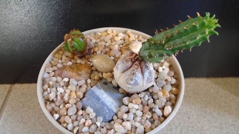 Euphorbia tubiglans - Caudiciforme - pachycaule si bulboase 2020