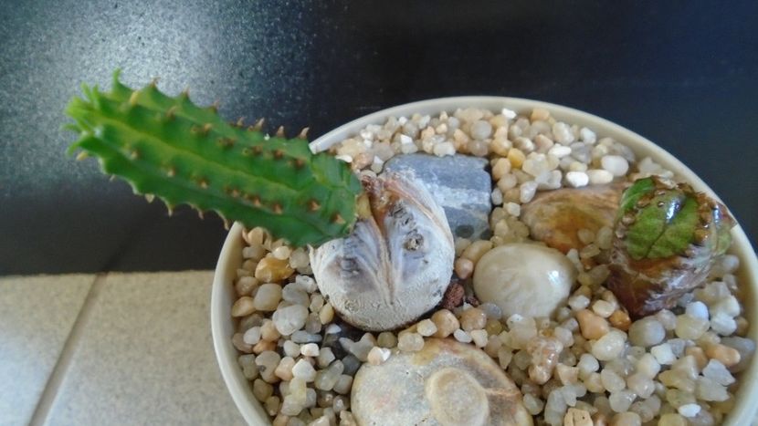 Euphorbia tubiglans - Caudiciforme - pachycaule si bulboase 2020