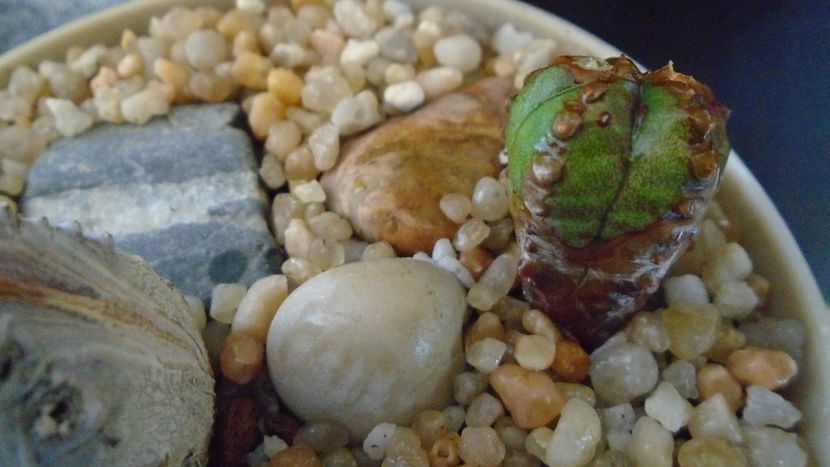 Euphorbia tubiglans - Caudiciforme - pachycaule si bulboase 2020