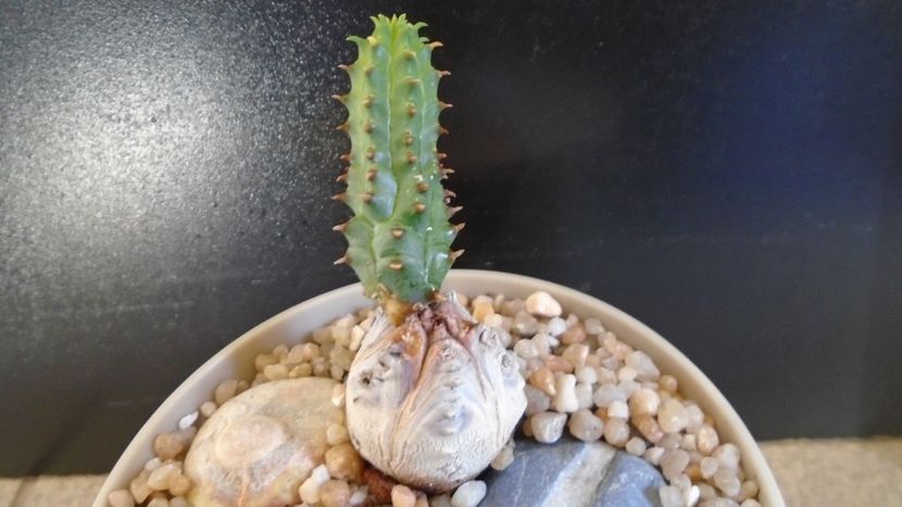 Euphorbia tubiglans - Caudiciforme - pachycaule si bulboase 2020